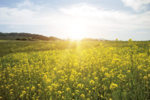 Field of yellow spring flowers