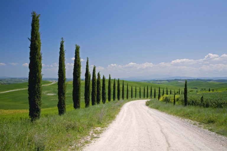 Cypresses lining curving road